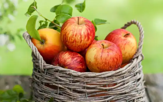 яблоки, фрукты, корзина, листья, картинка, осень, 