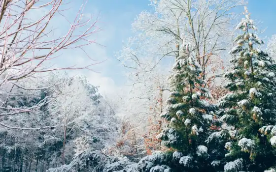 зима, деревянная, январь, замерзание, лес, февраль, кукуба, жизнь