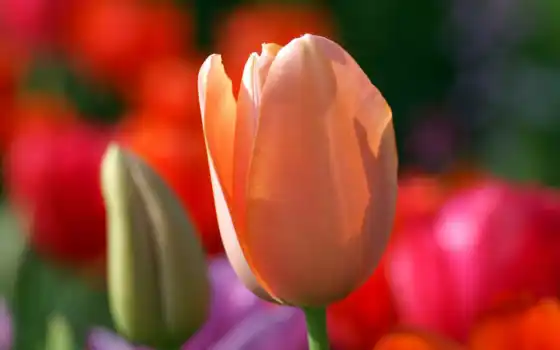весна, цвет, тюльпан, флорус