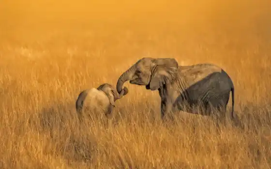 слон, kenya, семья, funart, саванна
