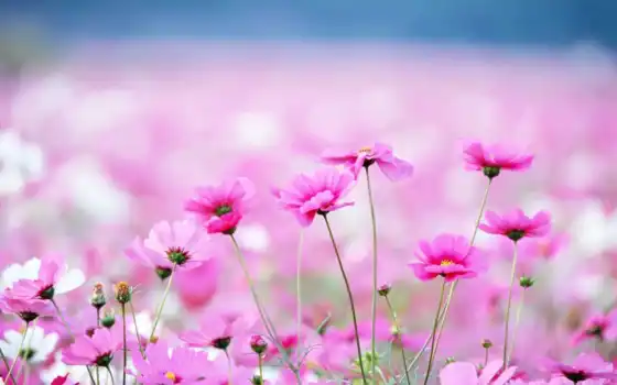 цветы, розовый