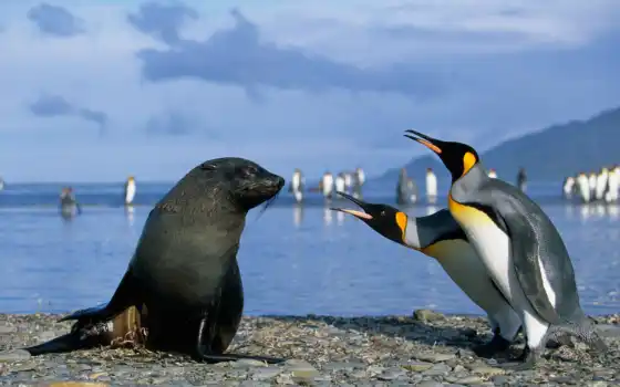 море, тюлень, пингвины, морские, пингвинов, котики, морских, котиков, антарктиды, 