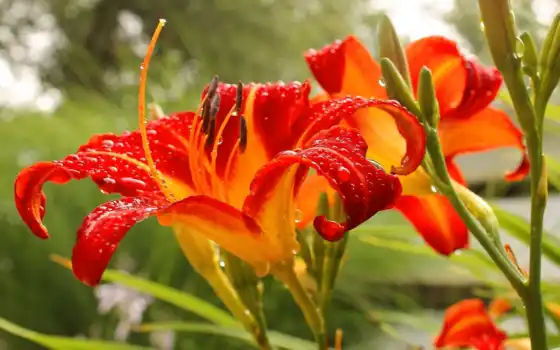 lily, цветы, оранжевый, red, cover, лепесток, всегда, ready
