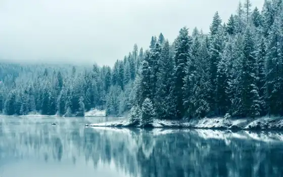 лес, зима, лес, горный