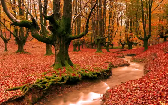 лес, осень, сладкая, утренняя, ретро, красный