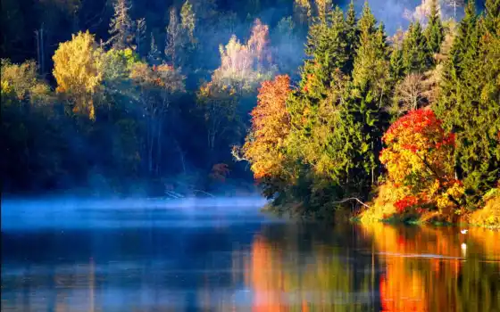 осень, река, лес, туман, птица, утро, 