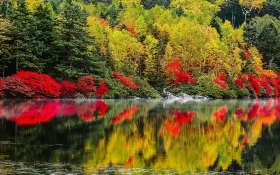 природа, озеро, передний план, осень, дерево, изображение, пейзаж, вода, пространство