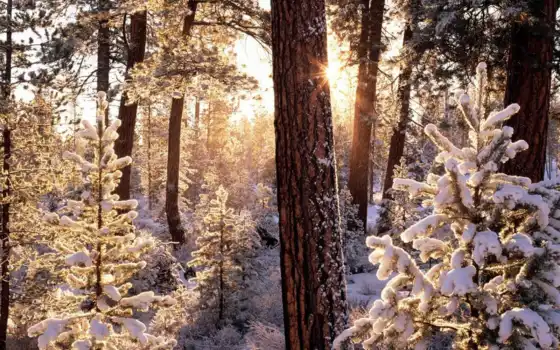 солнце, и свет, зима, лес, лес, лес, ели, деревя, зим,