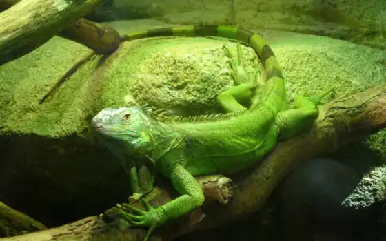 iguana, англ,