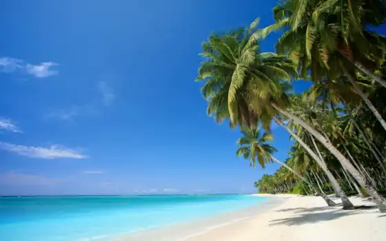 palma, пляж, фотообои, more, morit, berech, tropik, океан, zona, priroda, tropicheskii