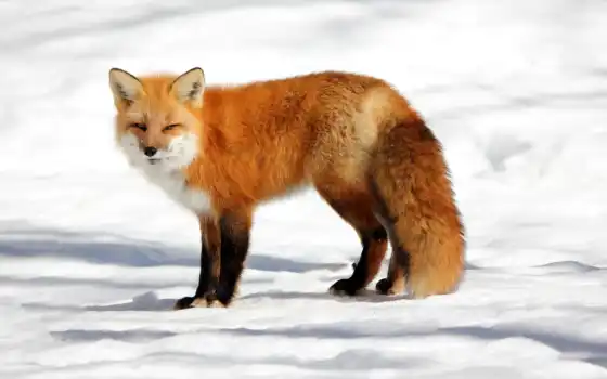фокс, снег, animal