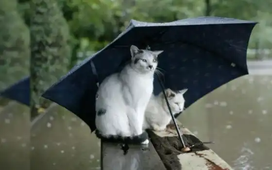 день, кот, дождливый, день, погода