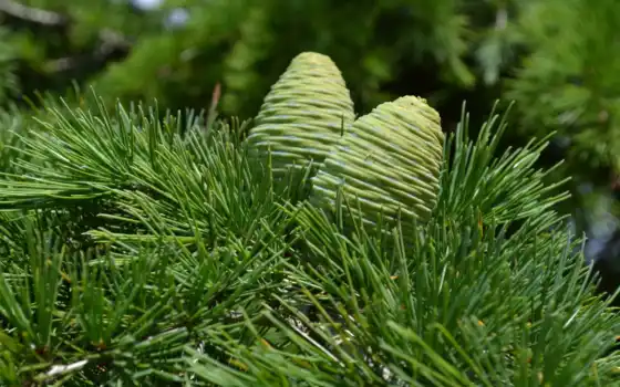 cone, pine, природа, зелёный