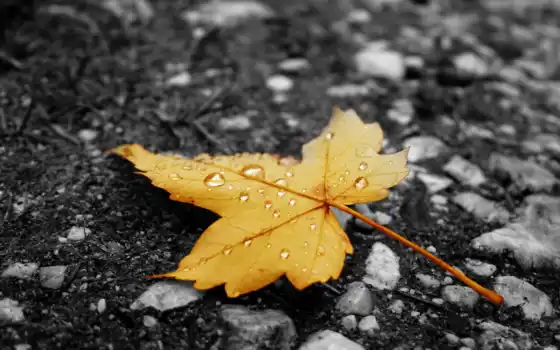 дождь, осень, лист, асфальт, капельки, 
