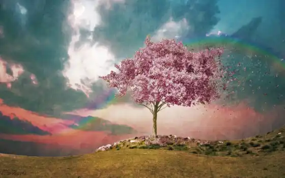 дерево, розовое, фактура, небо, цветение, радуга, ветер, цветущее, 