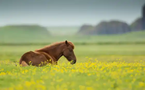 поле, лошадь