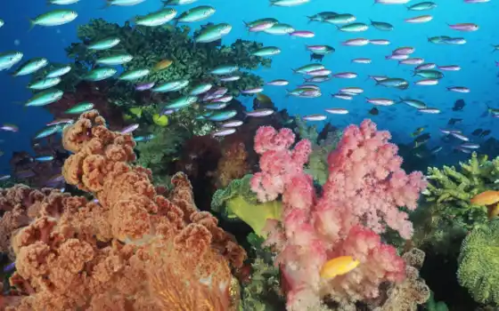 рыба, море, мир, под водой, эйлат, животное, риф