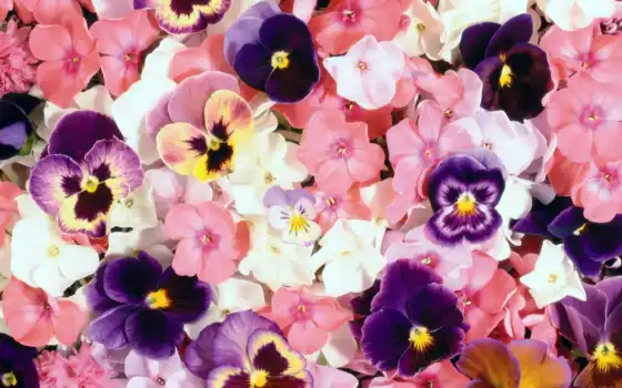 twitter, голова, header, pansy, cover