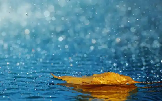 лист, капли, осень, дождь, вода, макро, 