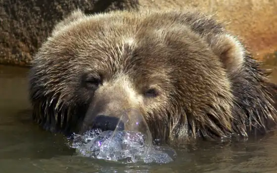 пузыри, медведи, десктоп, пузырь, живот, мех, медведи, вода,