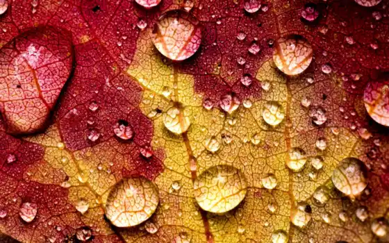 makryi, drop, leaf, water, лист, природа, осень