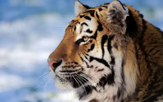 тигр, profile, pic, meoboi