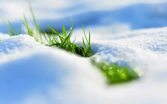 весна, снег, трава, 