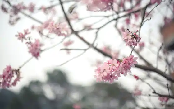 Сакура, цветы, цветение, branch, весна, дерево, картинка, 