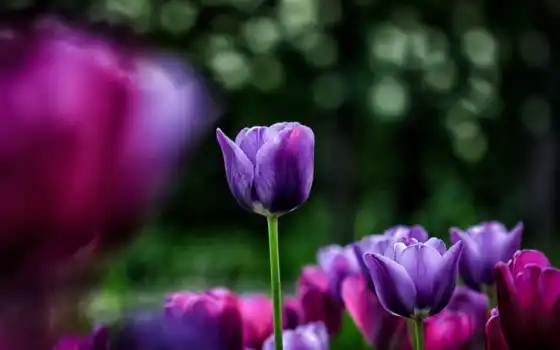 cvety, тюльпаны, фиолетовые, розовые, блики, you, pantalla, мне, 
