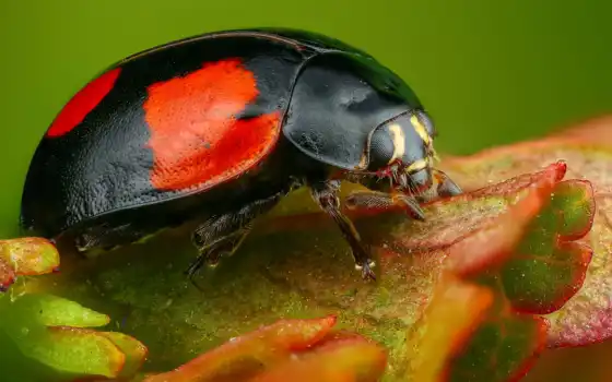 зелёный, ladybug, жук, kumbang, насекомое, leaf, hitam, организм, parasitism