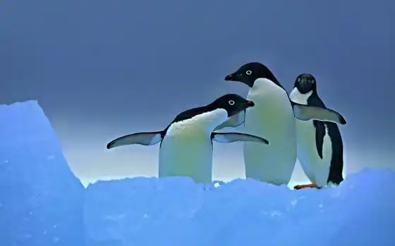 пингвин, птица