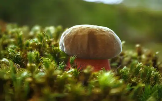 afterdarkclub, world, slight, mushroom