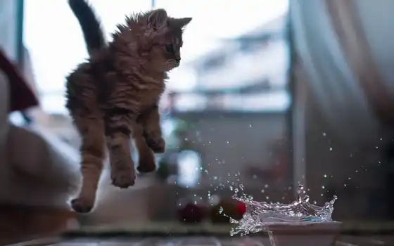 кот, котенок, животное, прыжок, вода, играть, плескаться, бен, чаха, милый