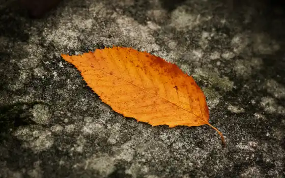 осень, лист
