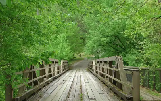 мост, ты, лес, свободный,
