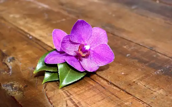 орхидея, трава, фиолетовый, модульный, фон