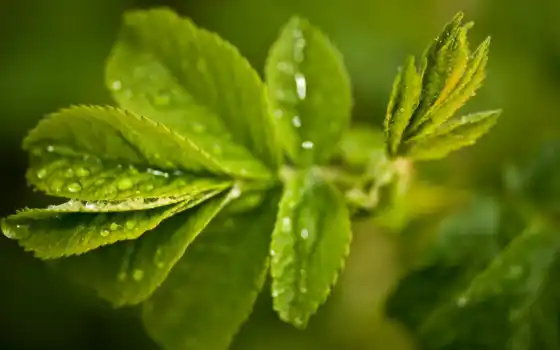 зелёный, leaf, fresh, тема, drop, peakpxfresh, water