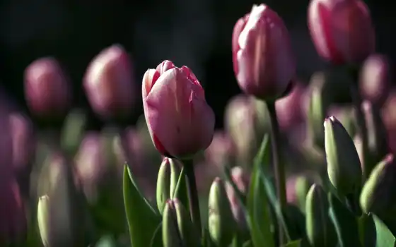тюльпаны, цветы, макро, 