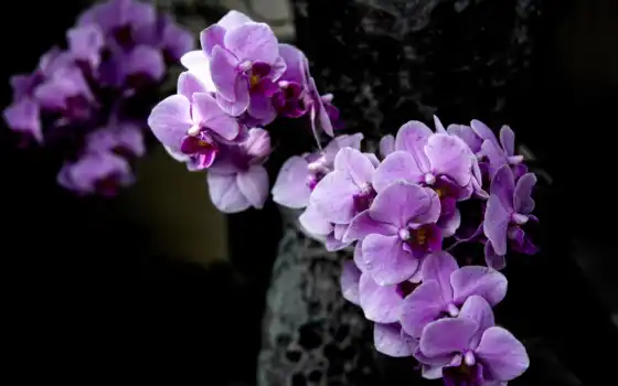 фиолетовый, орхидея, орхидея, цветы, рабочий стол, цвет,