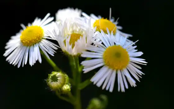white, daisies, daisy, full, free, images, 