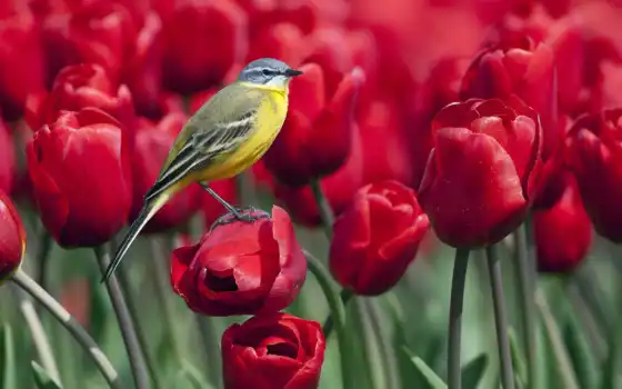 птица, цветы, тлепан, рыжая трясогузка