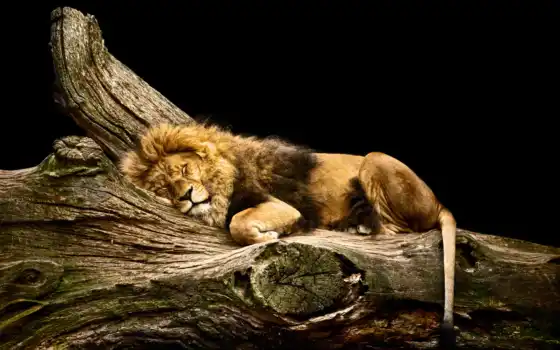 лев, животное, лео, спать, дерево, кот, бревно