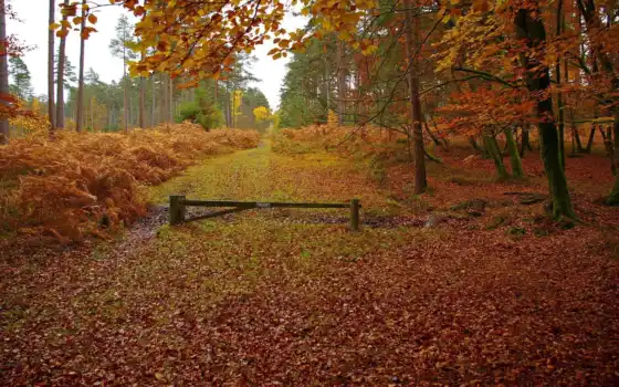 старый, новый, англия, прежний, отец, осень