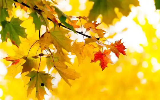 листья, осень, желтые, ветка, дерево, природа, клен, 