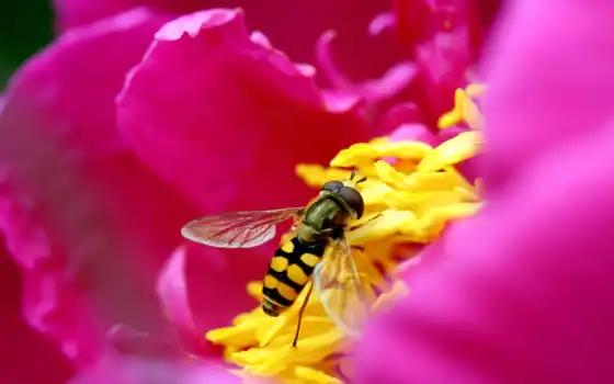 пчелка, цветке, макро, розовый, цветы, насекомые, лепестки, 