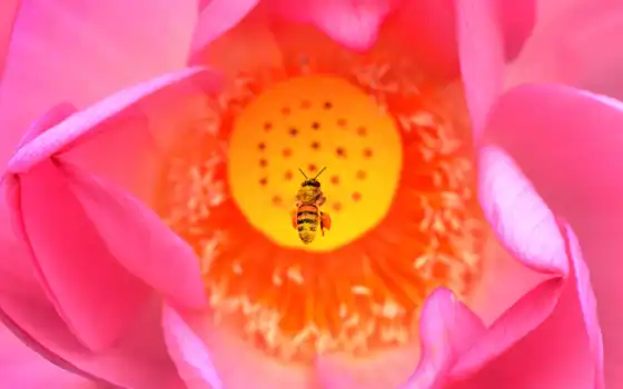 пчелка, happy, день
