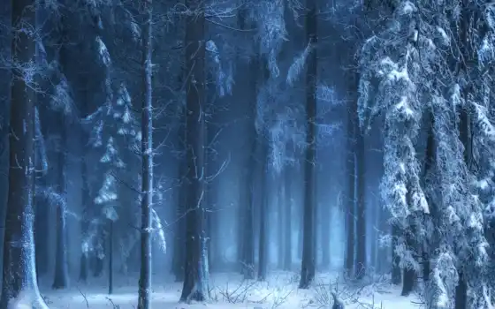 лес, кончает, зима, заграница, русский, русский,