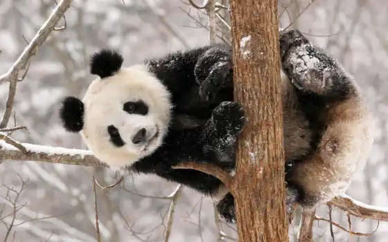 молодые, зимние, длинные, панда, панды, малышки, бамбук,
