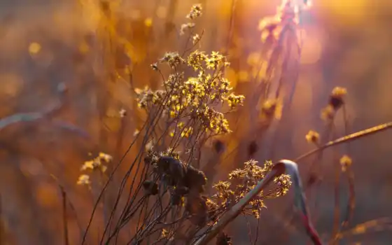 поле, закат, трава, publish, yellow, палуба, объектив, золотистый, яркий, осень