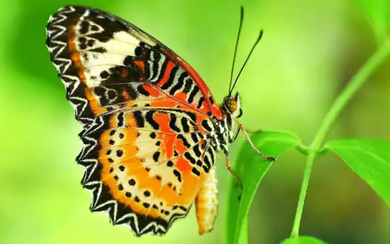 бабочка, крыло, pattern